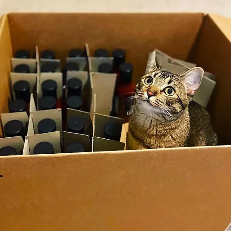 A tabby cat sitting in a case of Hamilton Heat bottles